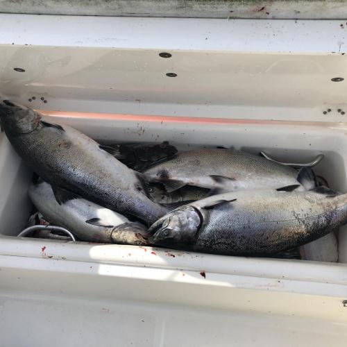 Fishbox overflowing with chinook salmon