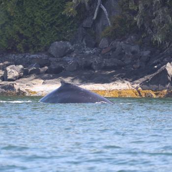 tidal charters fisherman humpback wale rivers inlet west coast british columbia