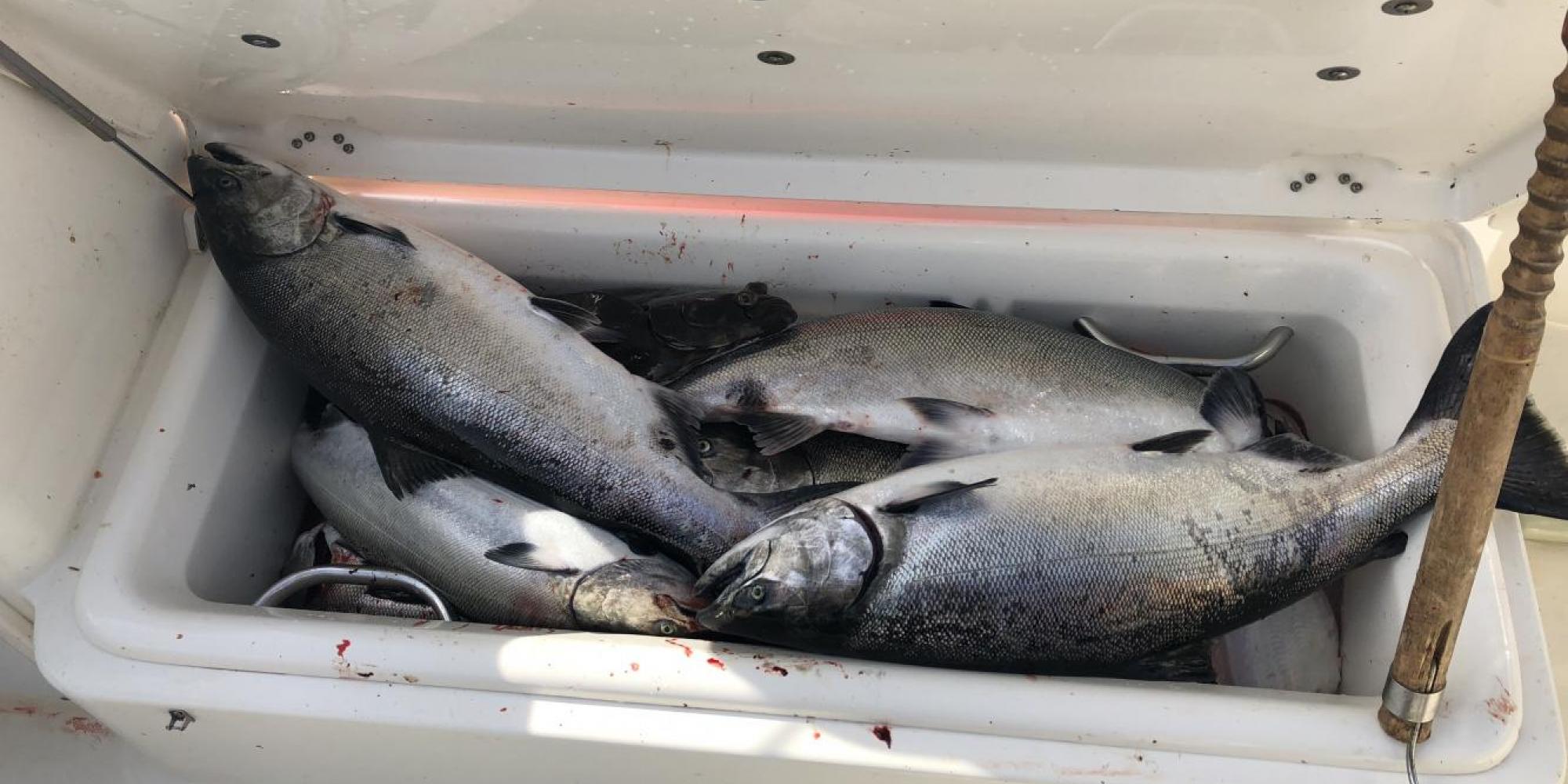 Fishbox overflowing with chinook salmon