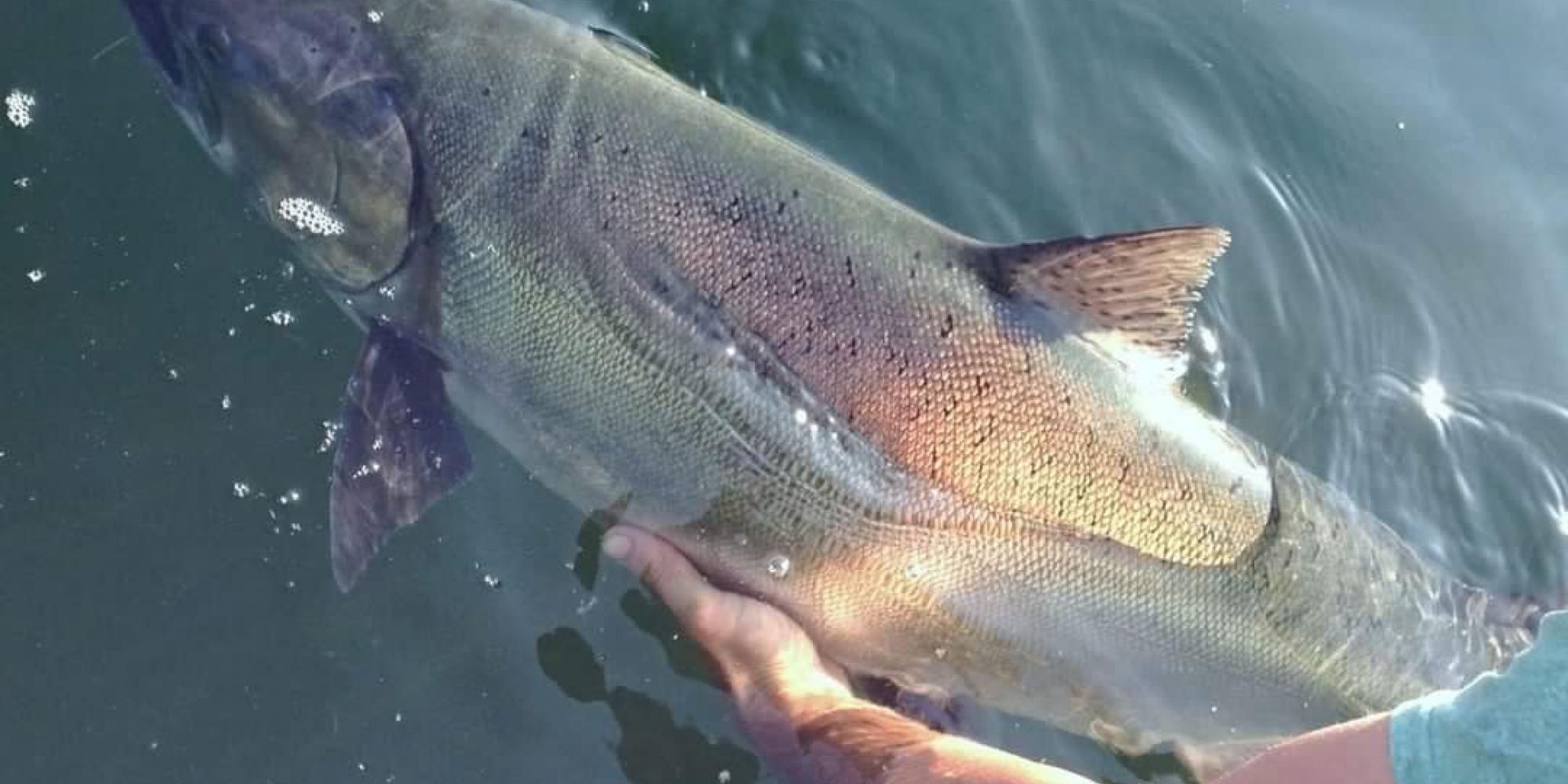 Monster Chinook Released in Rivers Inlet